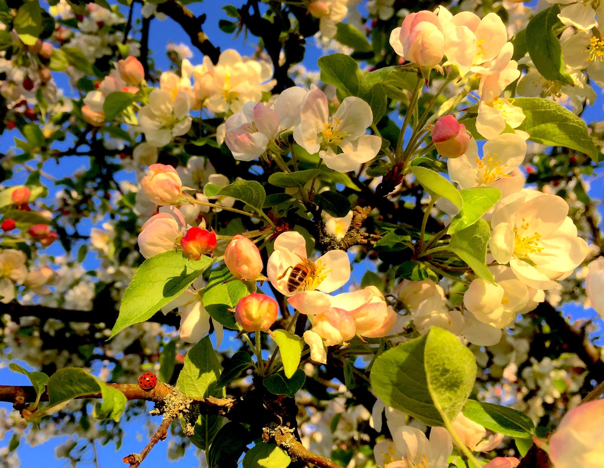 HOW GREEN IS YOUR GREEN