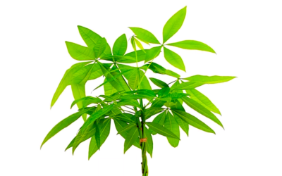 Even a Village Leaf needs a magic money tree from time to time – Please support us