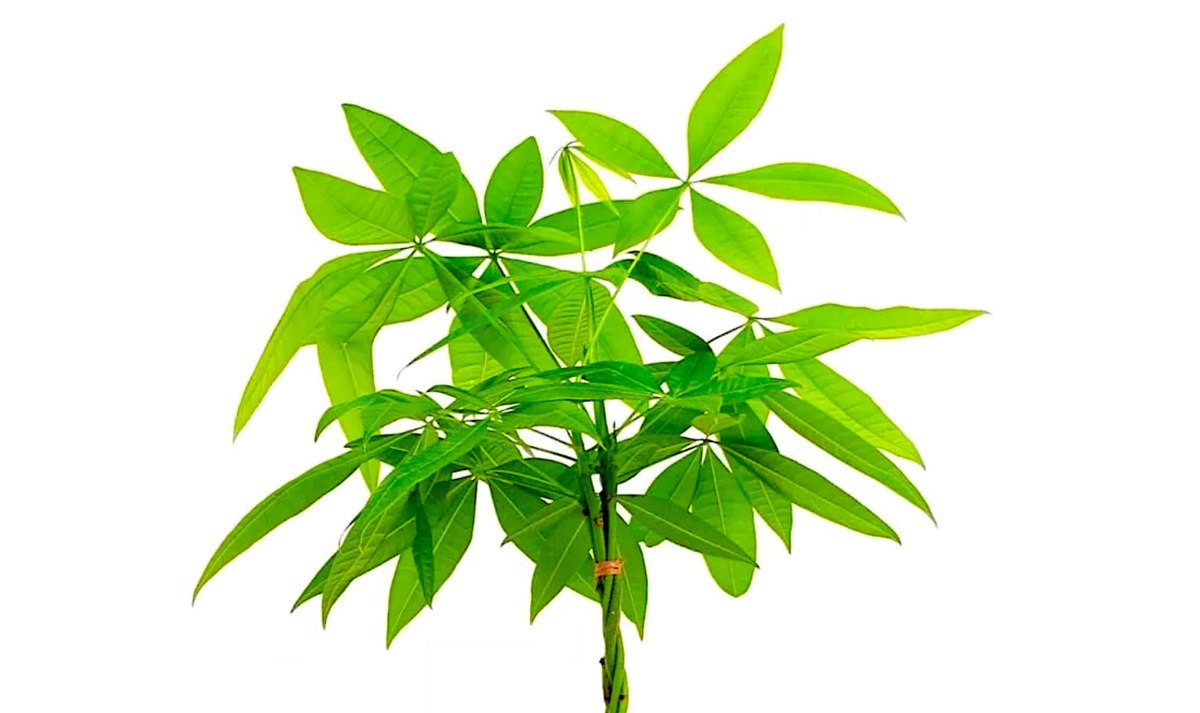Even a Village Leaf needs a magic money tree from time to time – Please support us