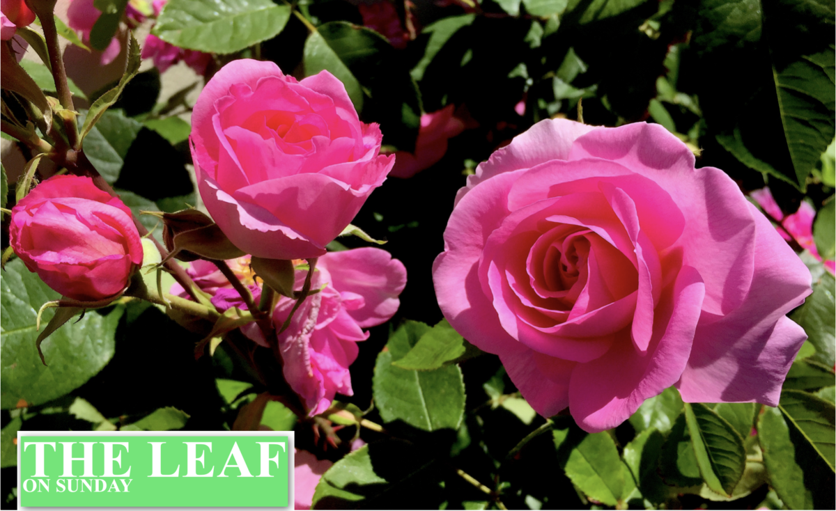 EVERYTHING IN THE GARDEN (party) ISN’T NECESSARILY ROSY – a thorny issue explored by the Leaf on Sunday