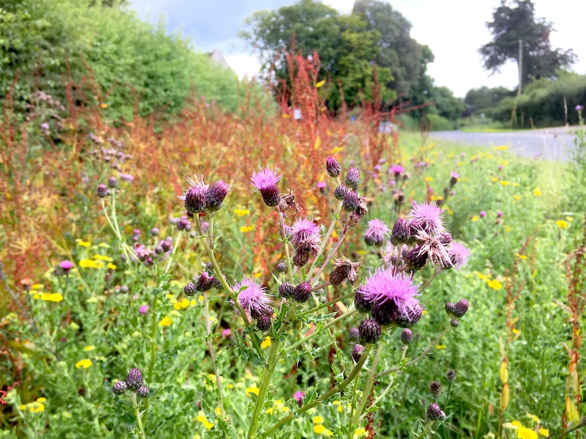 Walk on the Wild Side