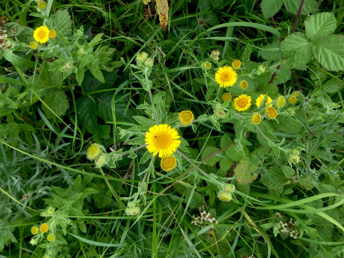 WILD ABOUT WARBLETON – Biodiversity ideas on show