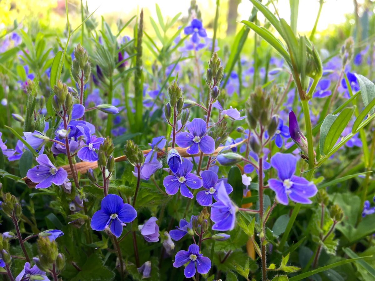 MY FIRST WILDFLOWERS | Rushlake Green Village Leaf