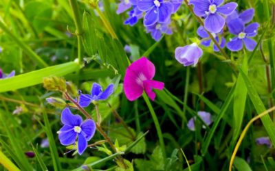 MY FIRST WILDFLOWERS