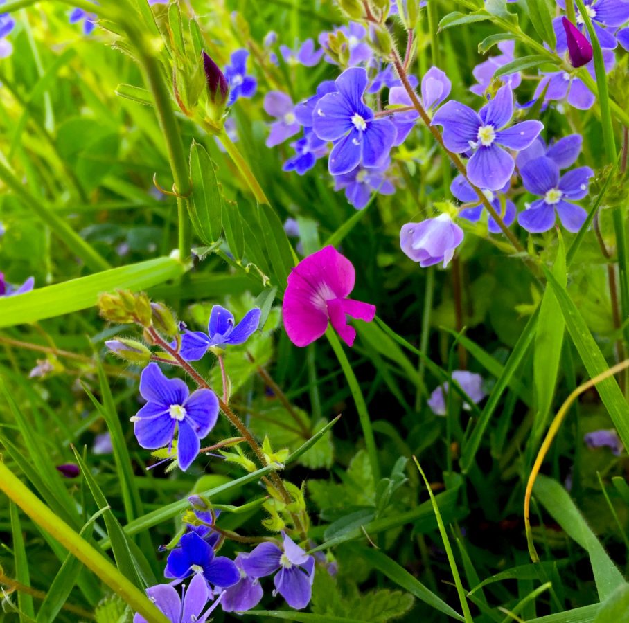 MY FIRST WILDFLOWERS