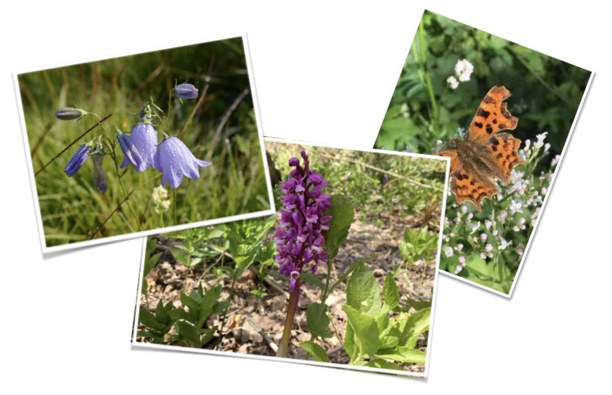 VALUE YOUR VERGE . . . a message from Wild About Warbleton