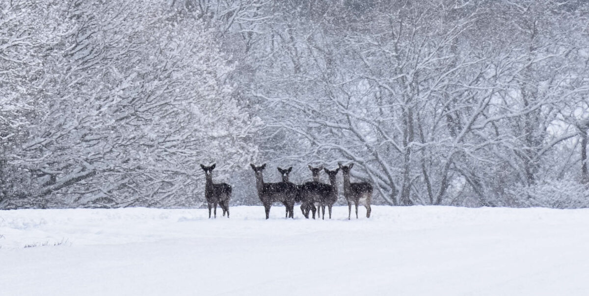 IT’S A WHITE CHRISTMAS – OFFICIAL (somewhere)