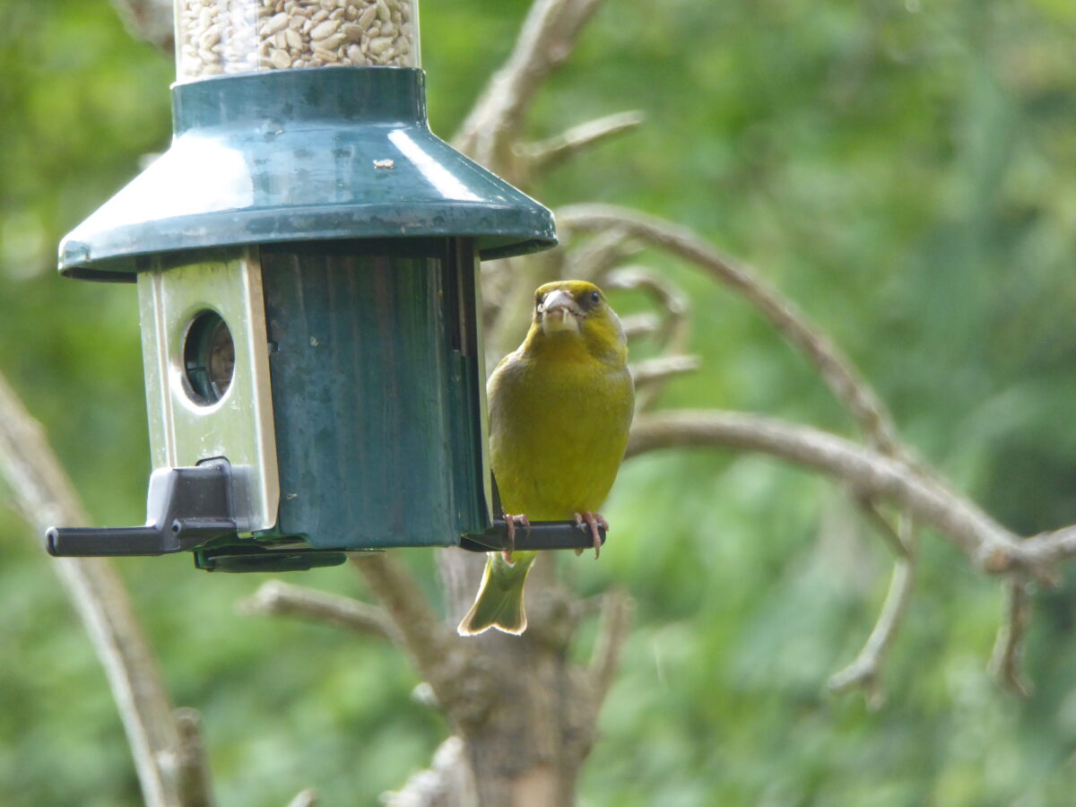 FIRST RESPONSES TO OUR GREEN WATCH APPEAL FOR PHOTOS OF LOCAL BIRDLIFE