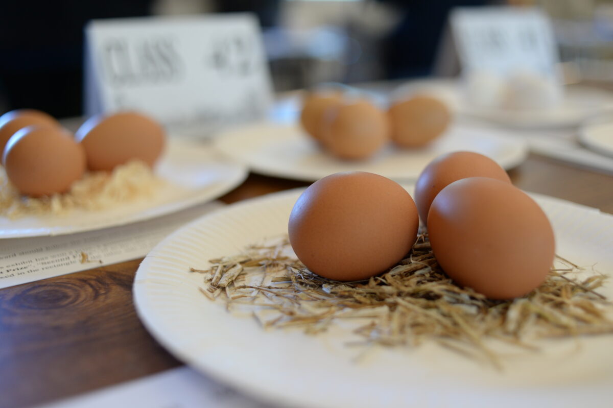 IN SEARCH OF EGGSELLENCE